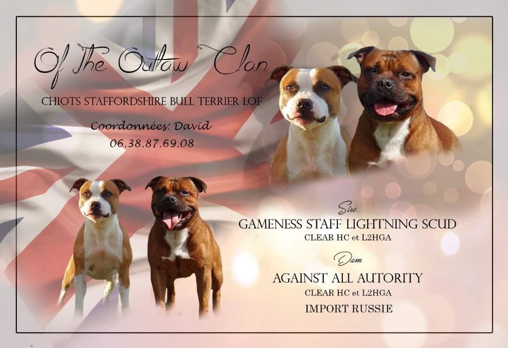 Of The Outlaw Clan - Staffordshire Bull Terrier - Portée née le 06/12/2019